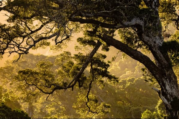  Description coming soon