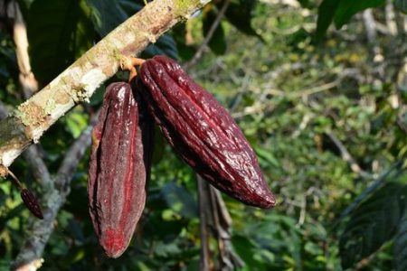 Cocoa Agroforestry in Sierra Leone