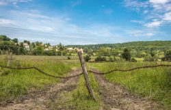 Call to return half of UK farmland to nature