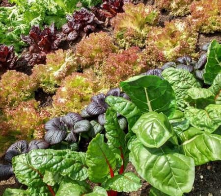  Description coming soon