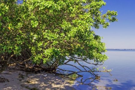 Mangroves protected communities from Cyclone Bulbul