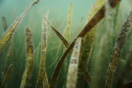 Project Seagrass – restoring seagrass as an NbS in the UK