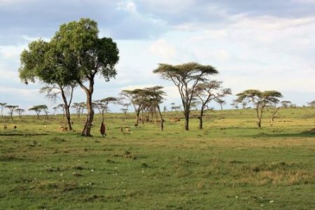 Rehabilitating rangelands in Kenya