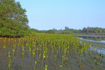 Restoring Sri Lanka’s mangroves
