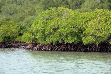 Mangrove protection in India