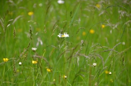 Restoring grassland in England