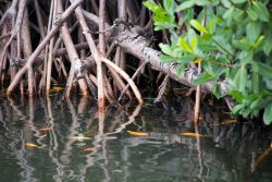 The Global Flood Protection Benefits of Mangroves