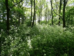 NbSI Director BBC interview on UK tree planting