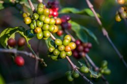 Coffee agroforestry systems capable of reducing disease-induced yield and economic losses while providing multiple ecosystem services