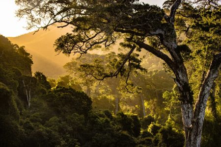Global call for nature-based solutions scale-up