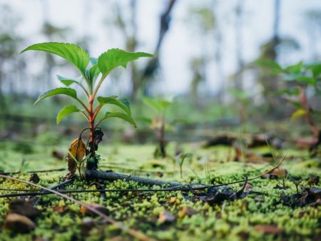 Tree planting is not a panacea for climate change