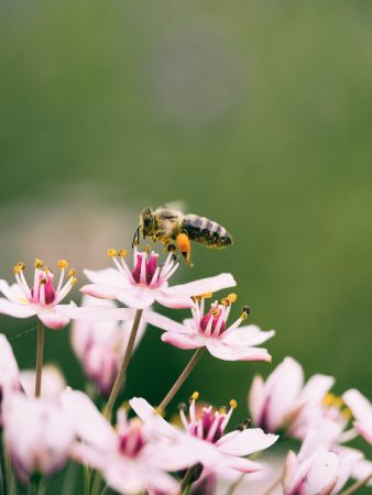EU launches Biodiversity Strategy for 2030