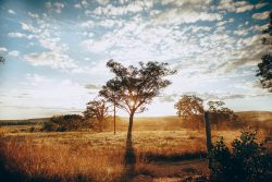 The Cerrado – Brazil’s savanna deserves protection