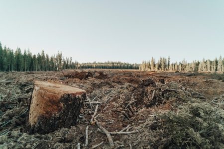 New UK law proposed to protect forests