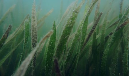 The greenhouse gas offset potential from seagrass restoration