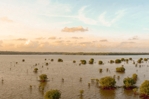  Description coming soon