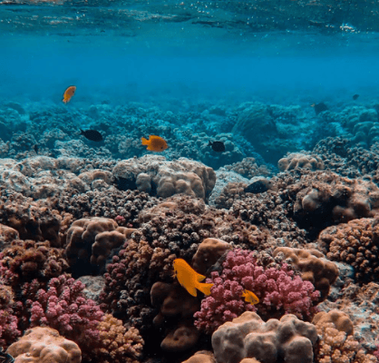  Description coming soon