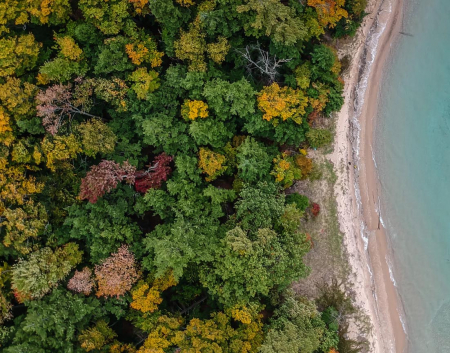 Top down view of sea and forest