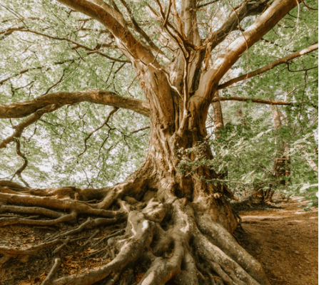  Description coming soon