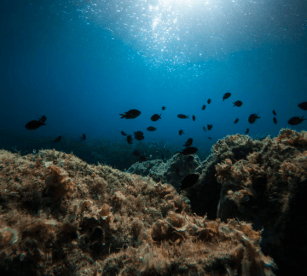  Description coming soon