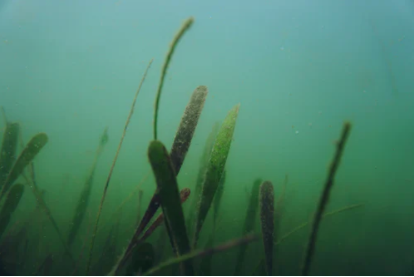 Seagrass Restoration in the UK