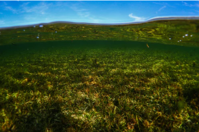 Seagrass Seeds of Recovery