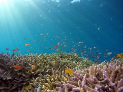 Coral Reef Restorations Can Be Optimized to Reduce Coastal Flooding Hazards