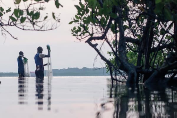  Description coming soon