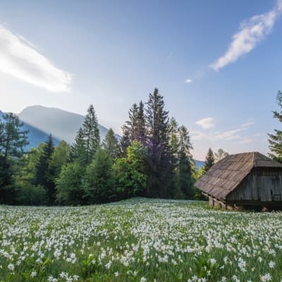 alpine pastoral meadow