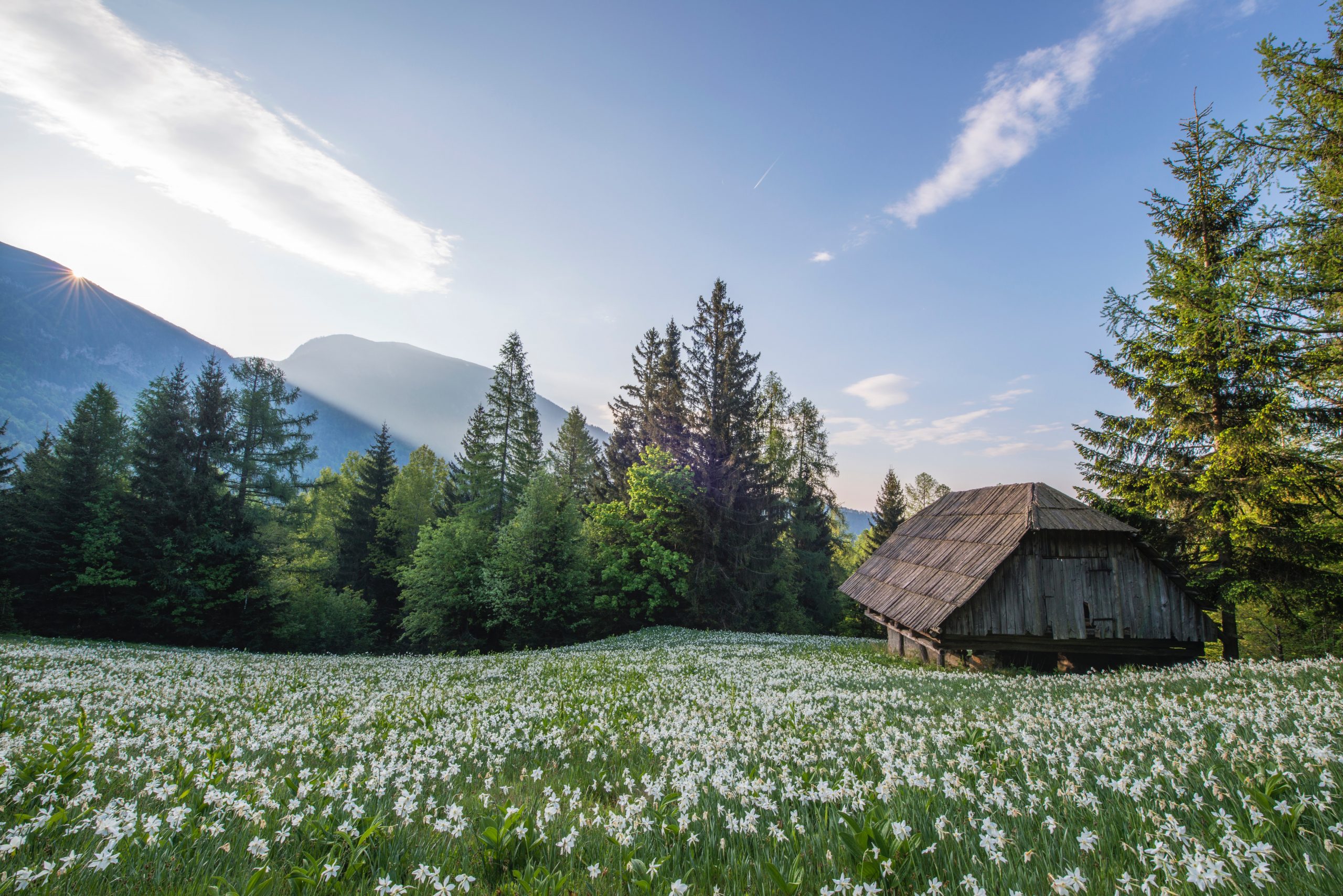 alpine pastoral meadow
