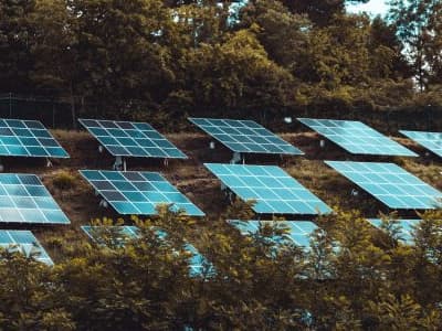 solar panels amongst plants