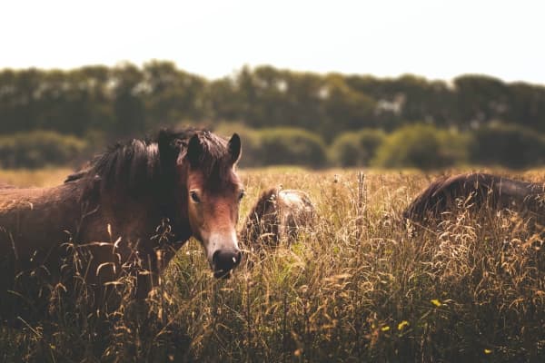  Description coming soon