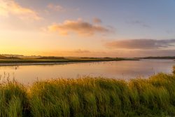 Coastal wetlands mitigate storm flooding and associated costs in estuaries