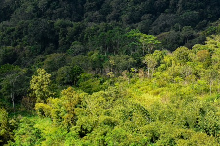 Co-benefits of forest carbon projects in Southeast Asia