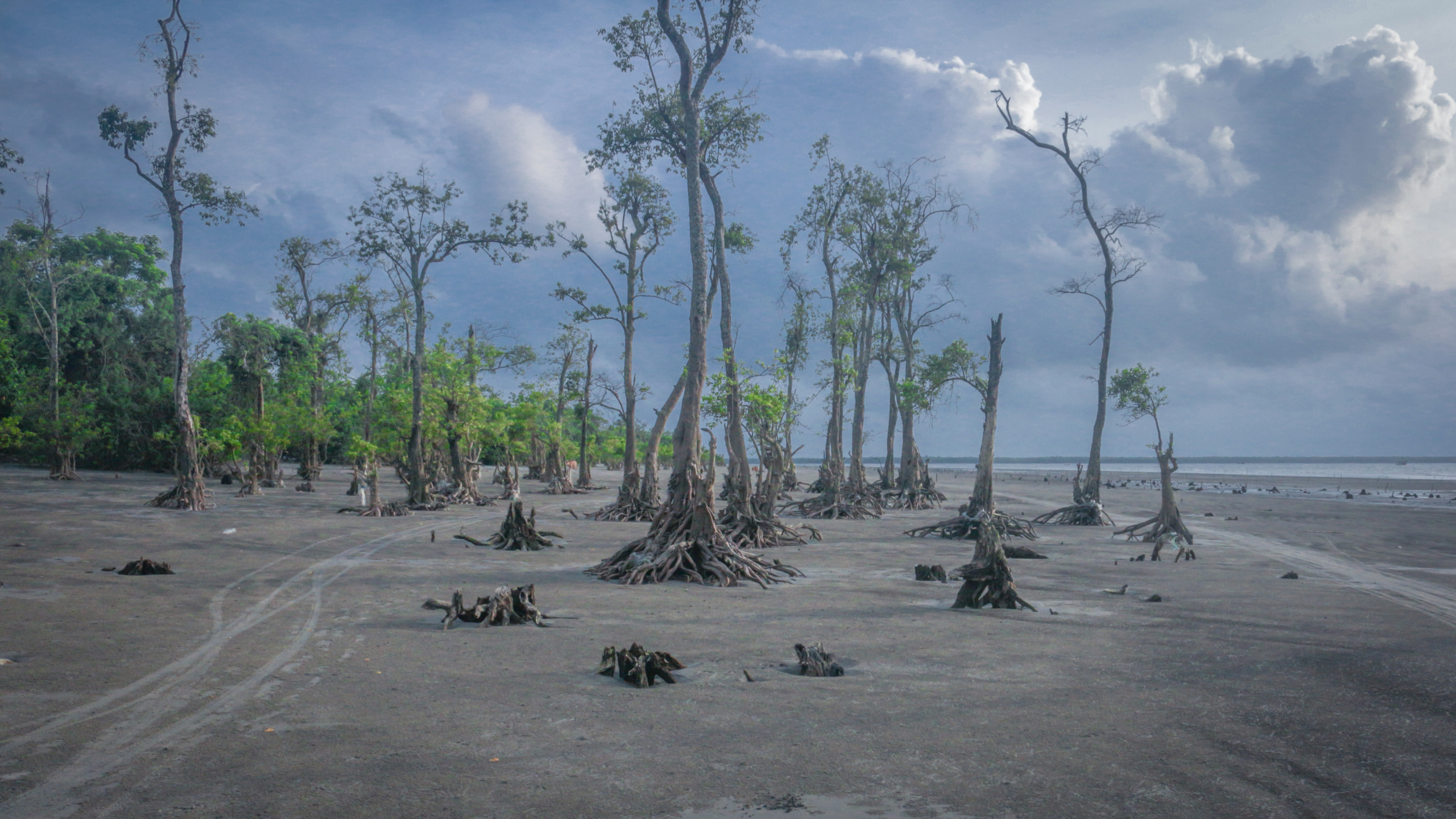 Coastal mangrove restoration using a community ecosystem-based adaptation approach