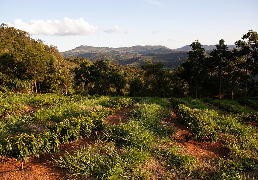 Coffee fields - agroforestry