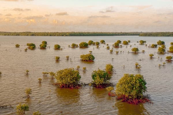 Mangroves at sunset