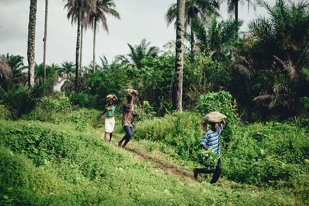 People carrying foliage in forest