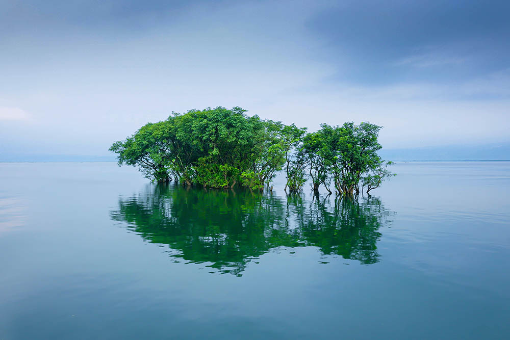 Trees in still water