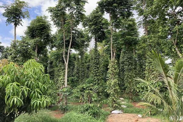  Description coming soon