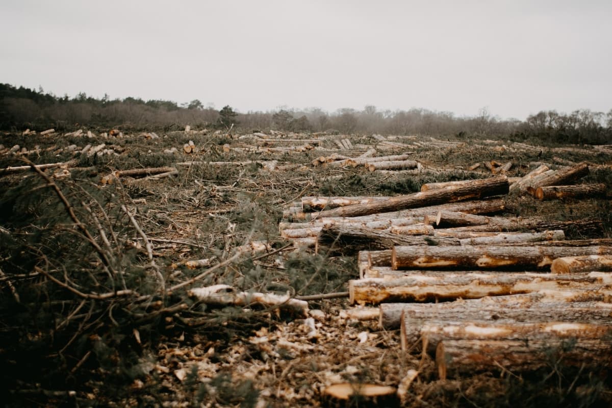 view of deforested area