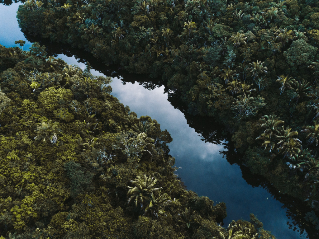 Amazon rainforest and river