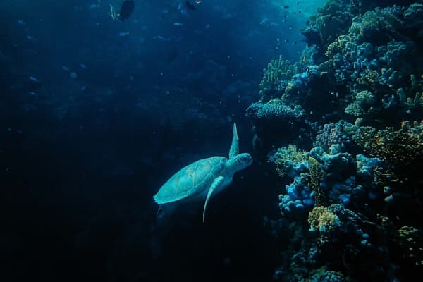  Description coming soon