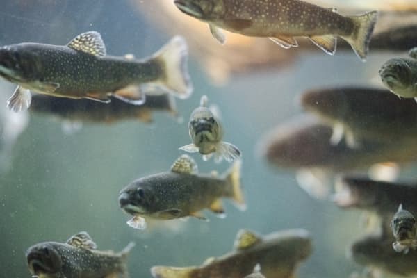  Description coming soon