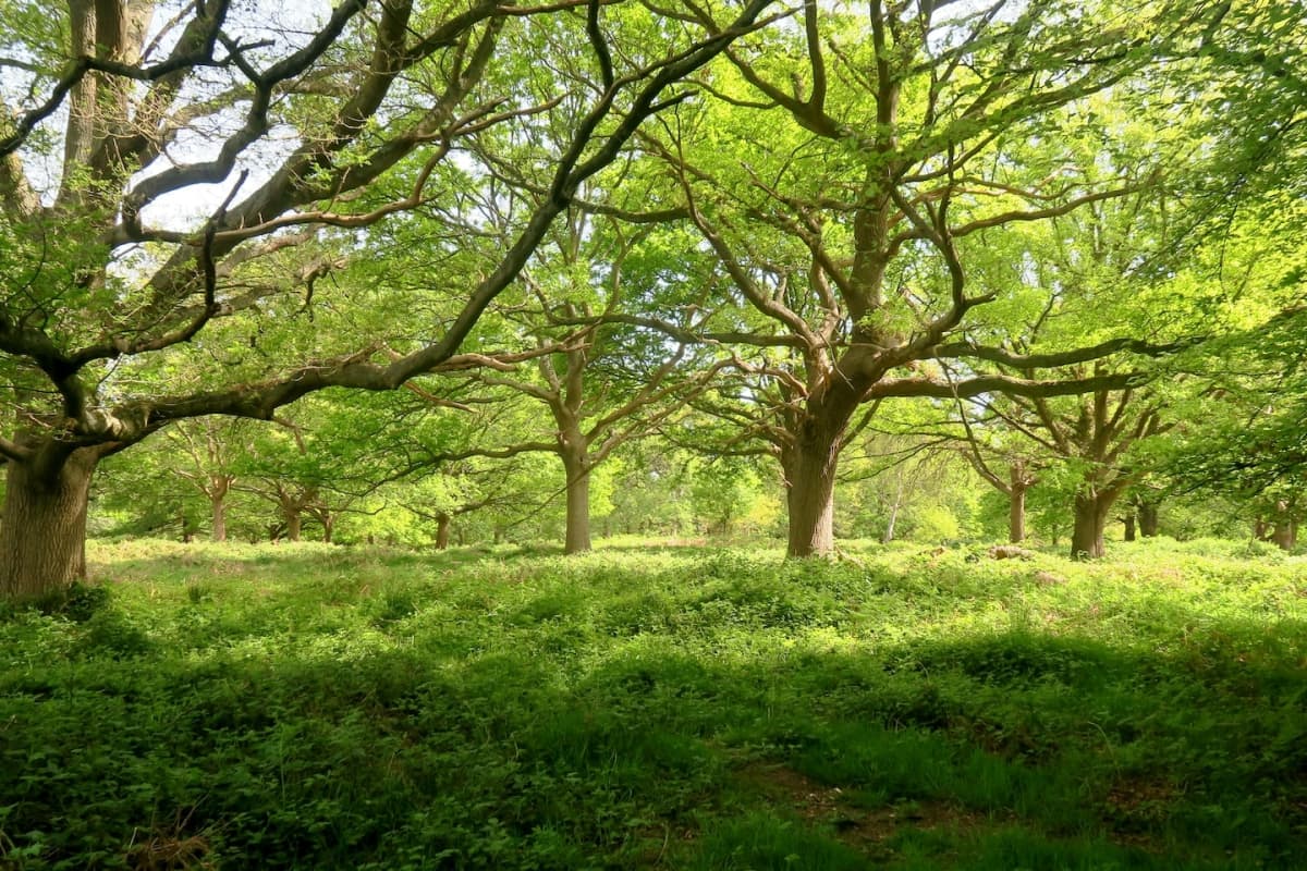 Woodland with undergrowth