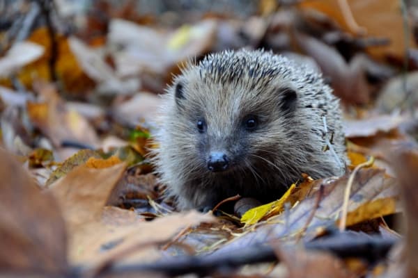  Description coming soon