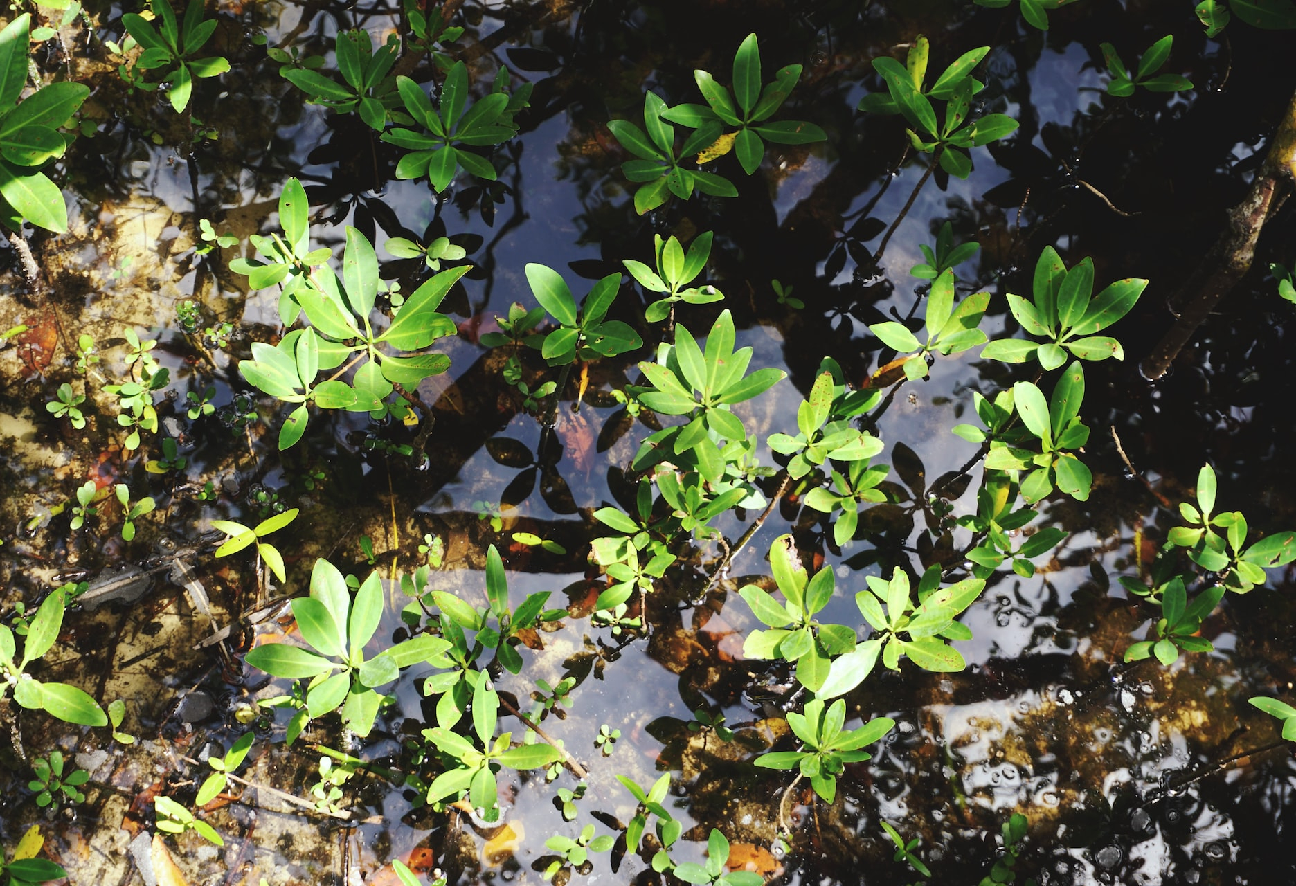 mangrove shoots in shallow water