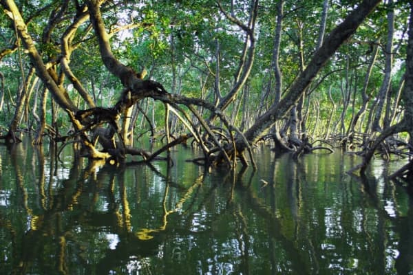  Description coming soon