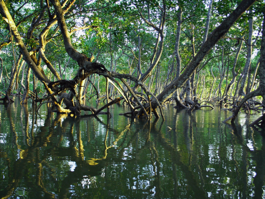 Flood recovery and mangrove reforestation in Mozambique