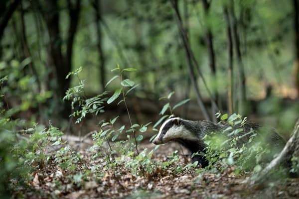  Description coming soon